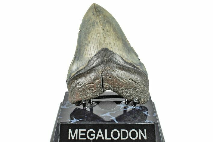 Serrated, Fossil Megalodon Tooth - North Carolina #245757
